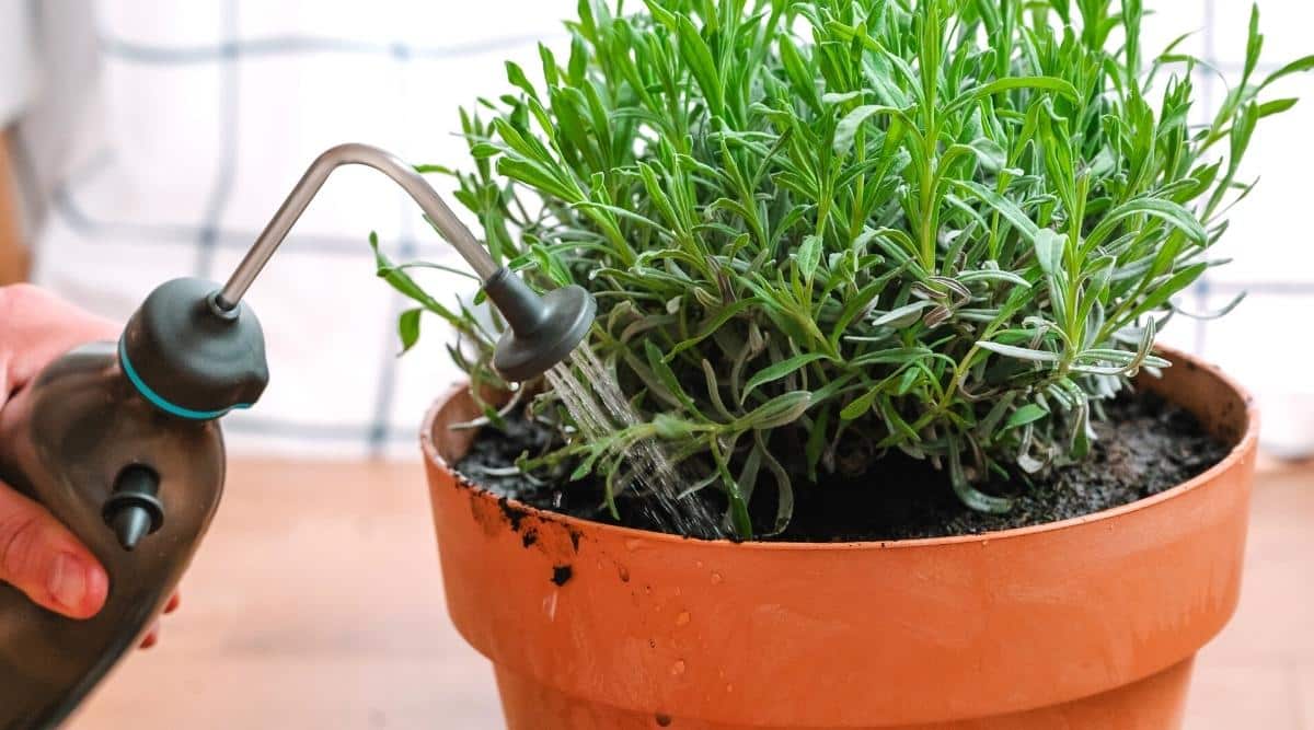 - Ảnh 2. - Ảnh 2.