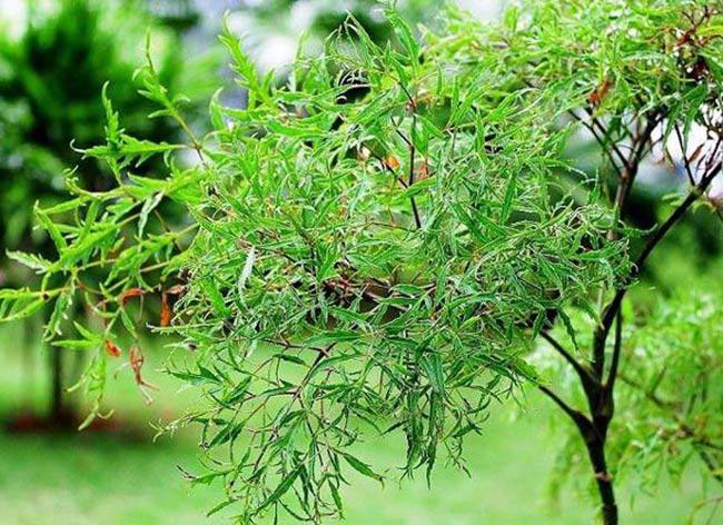 Đừng chỉ rán trứng với hành: Rán cùng loại rau “bổ như sâm” này, lợi ích tăng gấp bội - Ảnh 3.