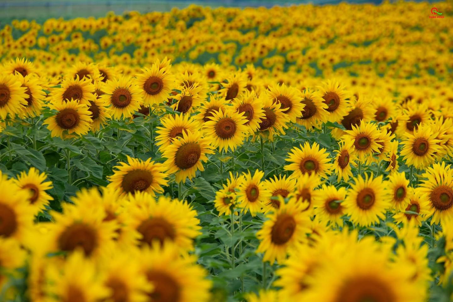 Nơi được quan tâm nhất lúc này ở Nghệ An: Cảnh như nước ngoài, mở cửa miễn phí nhưng có lưu ý đặc biệt - Ảnh 2.