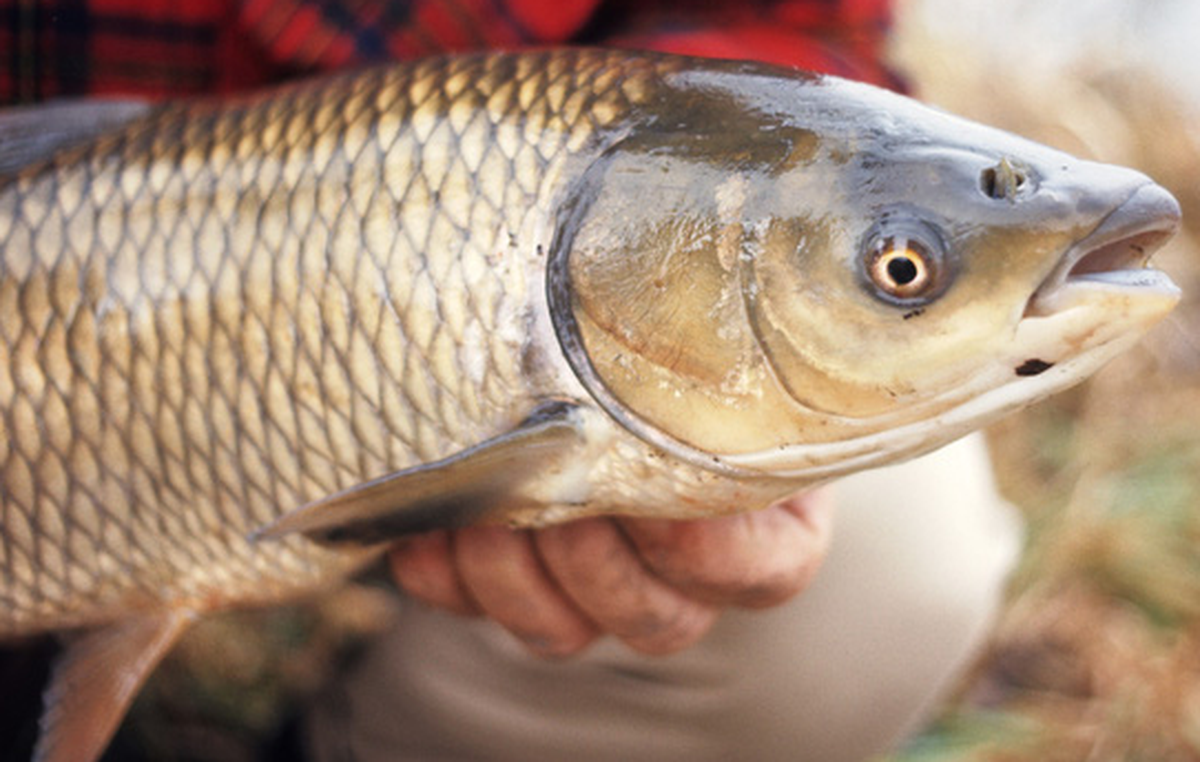 Suy thận cấp, tổn thương gan nghiêm trọng sau khi cố ăn bát canh cá có vị lạ - Ảnh 1.