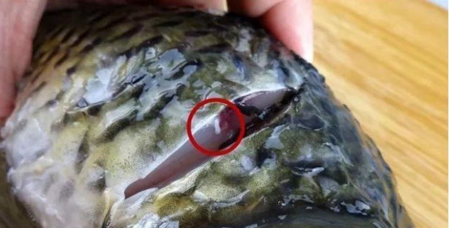 R&uacute;t sợi g&acirc;n c&aacute; gi&uacute;p khử m&ugrave;i tanh hiệu quả cho m&oacute;n ăn thơm ngon - Ảnh 1.