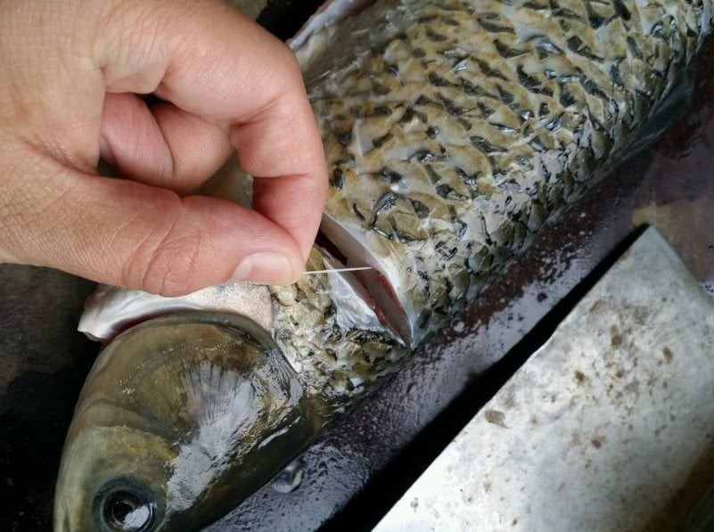 R&uacute;t sợi g&acirc;n c&aacute; gi&uacute;p khử m&ugrave;i tanh hiệu quả cho m&oacute;n ăn thơm ngon - Ảnh 2.