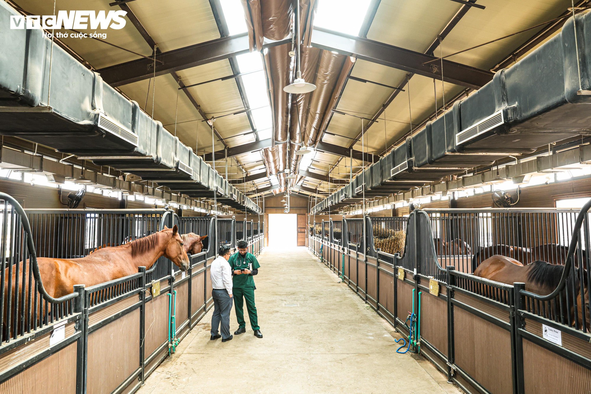 Khám phá giống ngựa triệu đô Akhal Teke tại Học viện cưỡi ngựa Hoàng Gia Việt Nam - Ảnh 1.