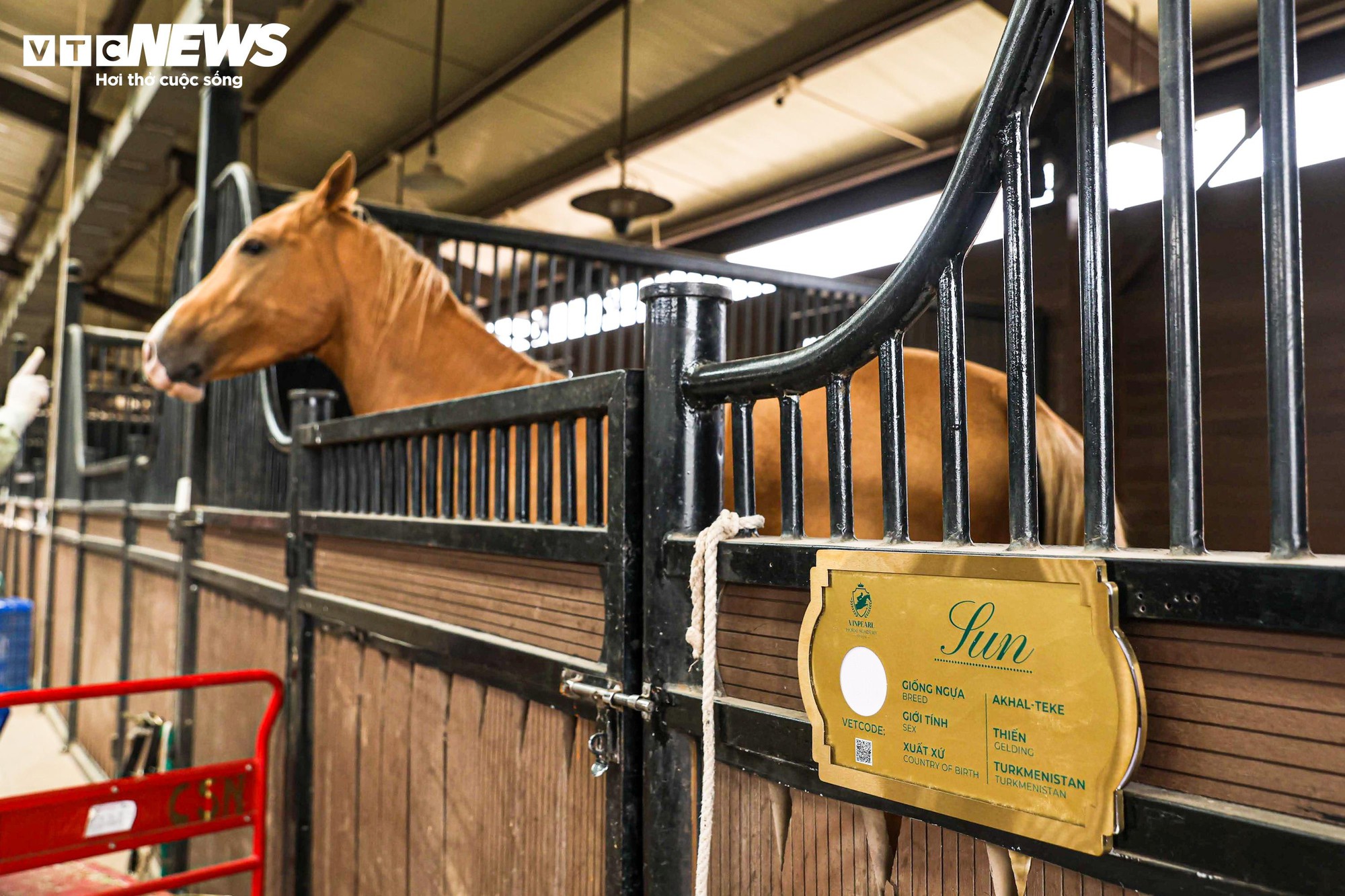 Khám phá giống ngựa triệu đô Akhal Teke tại Học viện cưỡi ngựa Hoàng Gia Việt Nam - Ảnh 2.