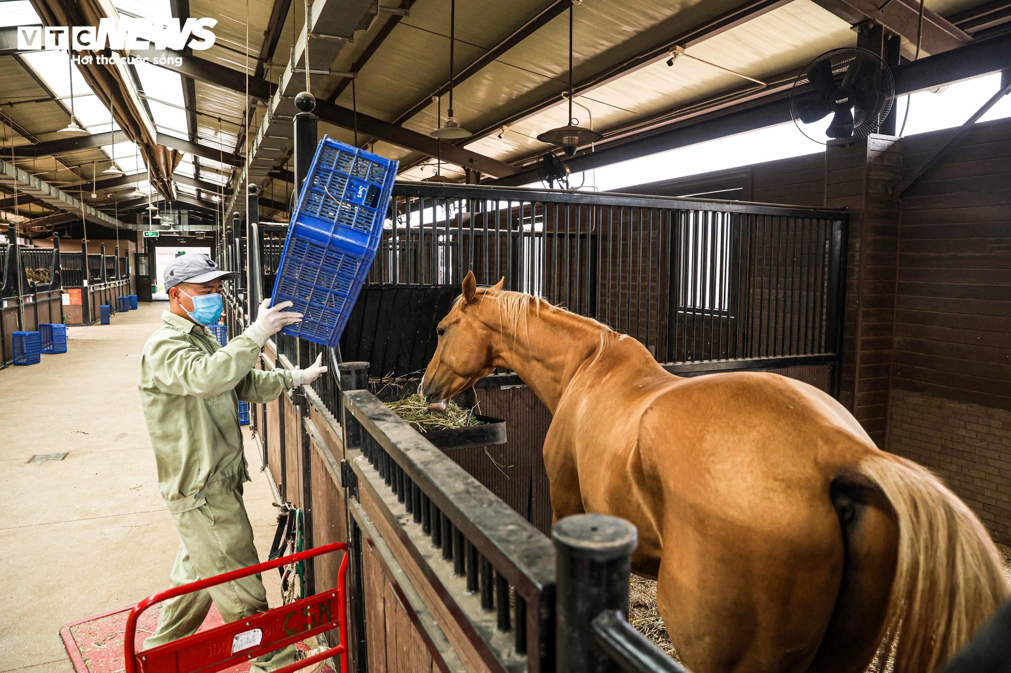 Khám phá giống ngựa triệu đô Akhal Teke tại Học viện cưỡi ngựa Hoàng Gia Việt Nam - Ảnh 3.