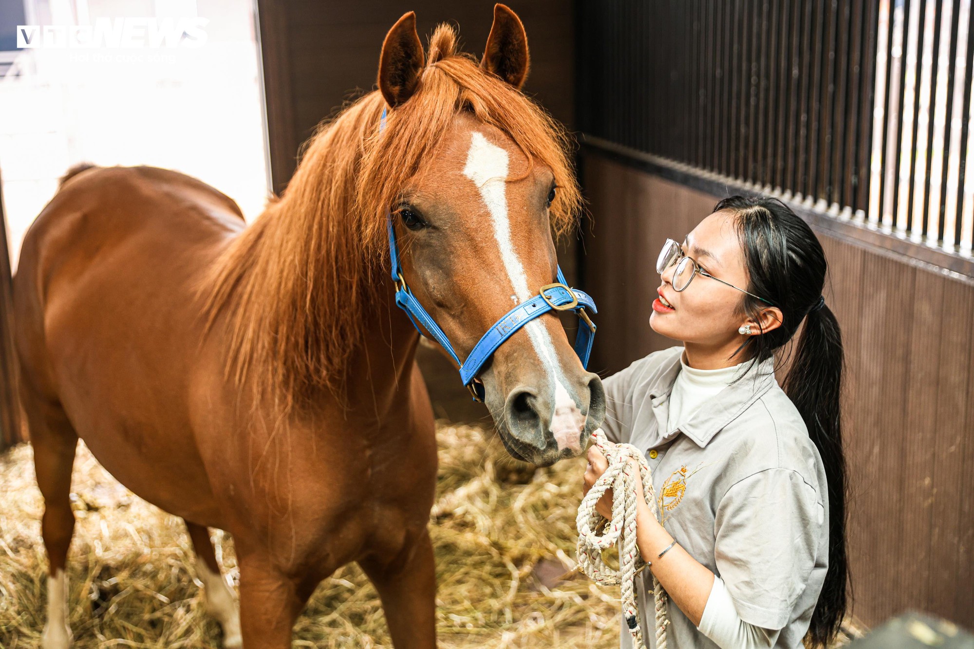 Khám phá giống ngựa triệu đô Akhal Teke tại Học viện cưỡi ngựa Hoàng Gia Việt Nam - Ảnh 6.