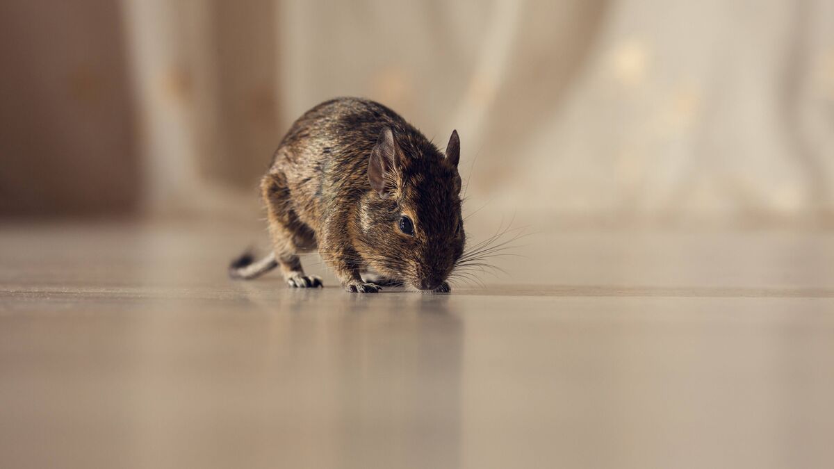 Chuột cực kỳ sợ 4 loại m&ugrave;i n&agrave;y: To&agrave;n những loại quen thuộc tới bất ngờ - Ảnh 1.