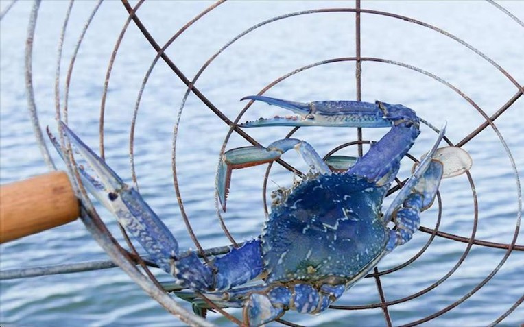 Mặt h&agrave;ng của Việt Nam khiến Mỹ "m&ecirc; t&iacute;t", c&oacute; quốc gia c&ograve;n tăng nhập khẩu gần 1.000% - Ảnh 1.