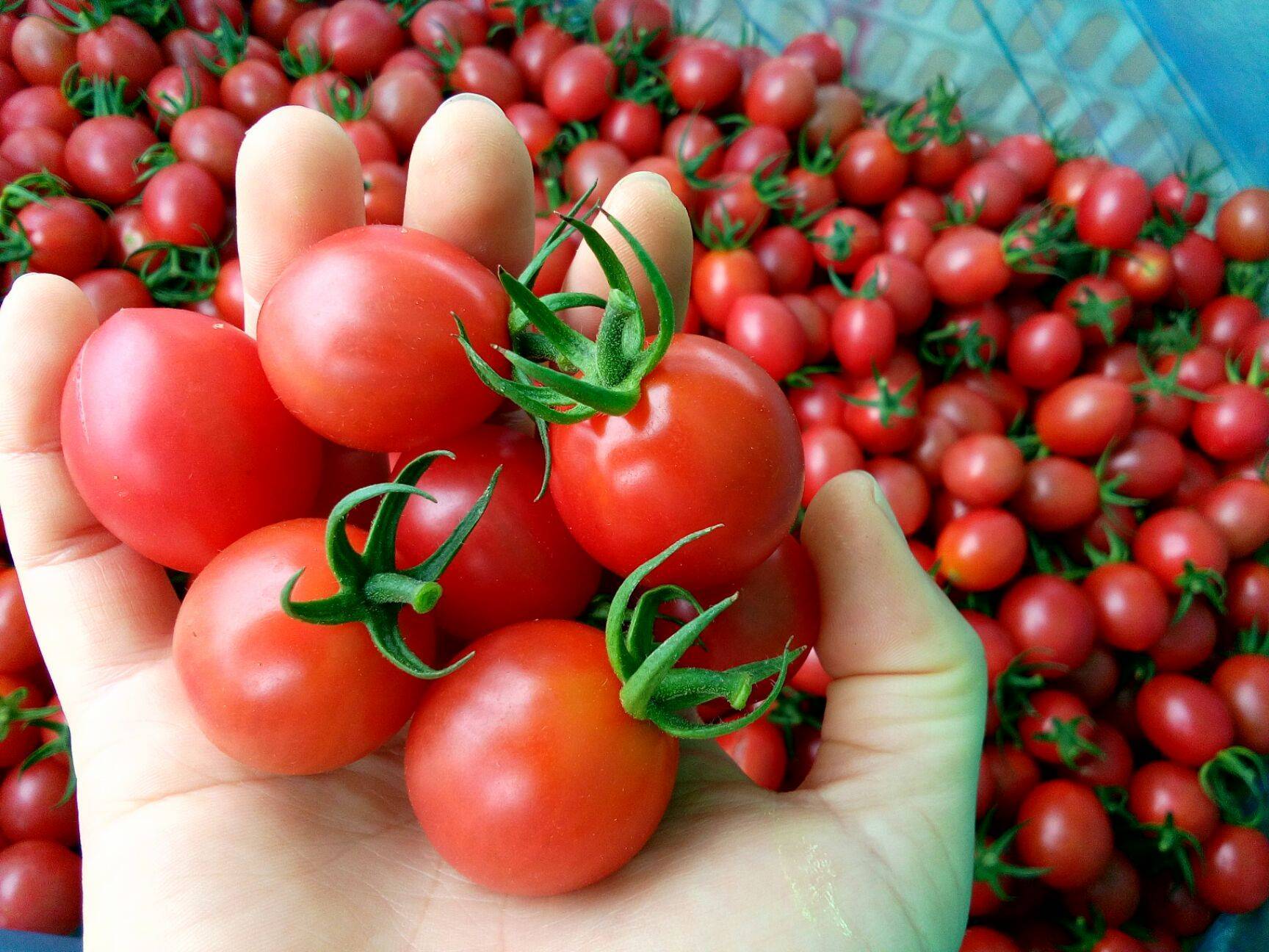 Loại Cà Chua Này Giúp Chống 6 Loại Ung Thư, Nhưng Ăn Sai Cách Chẳng Khác Nào “Tự Hại Thân”, Thèm Mấy Cũng Nên Tránh- Ảnh 2.