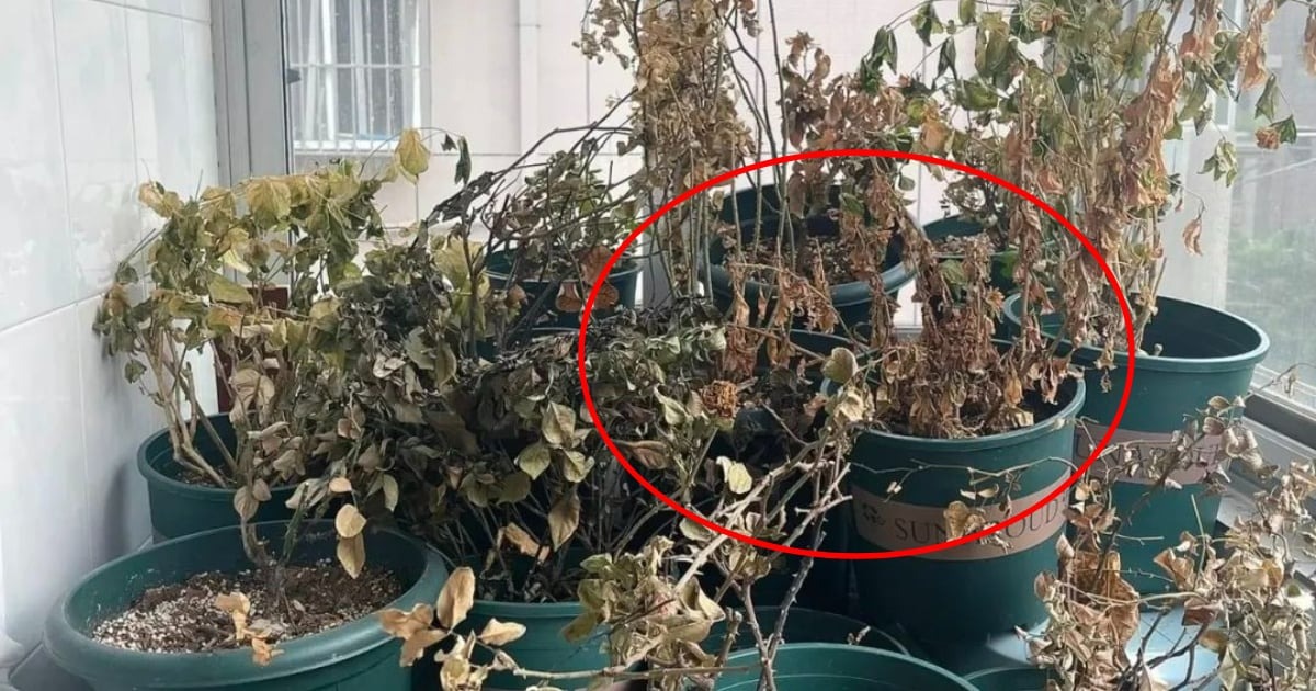 7 thứ trong nh&agrave; c&agrave;ng giữ c&agrave;ng nặng v&iacute;a, cuối năm rồi n&ecirc;n bu&ocirc;ng bỏ- Ảnh 2.