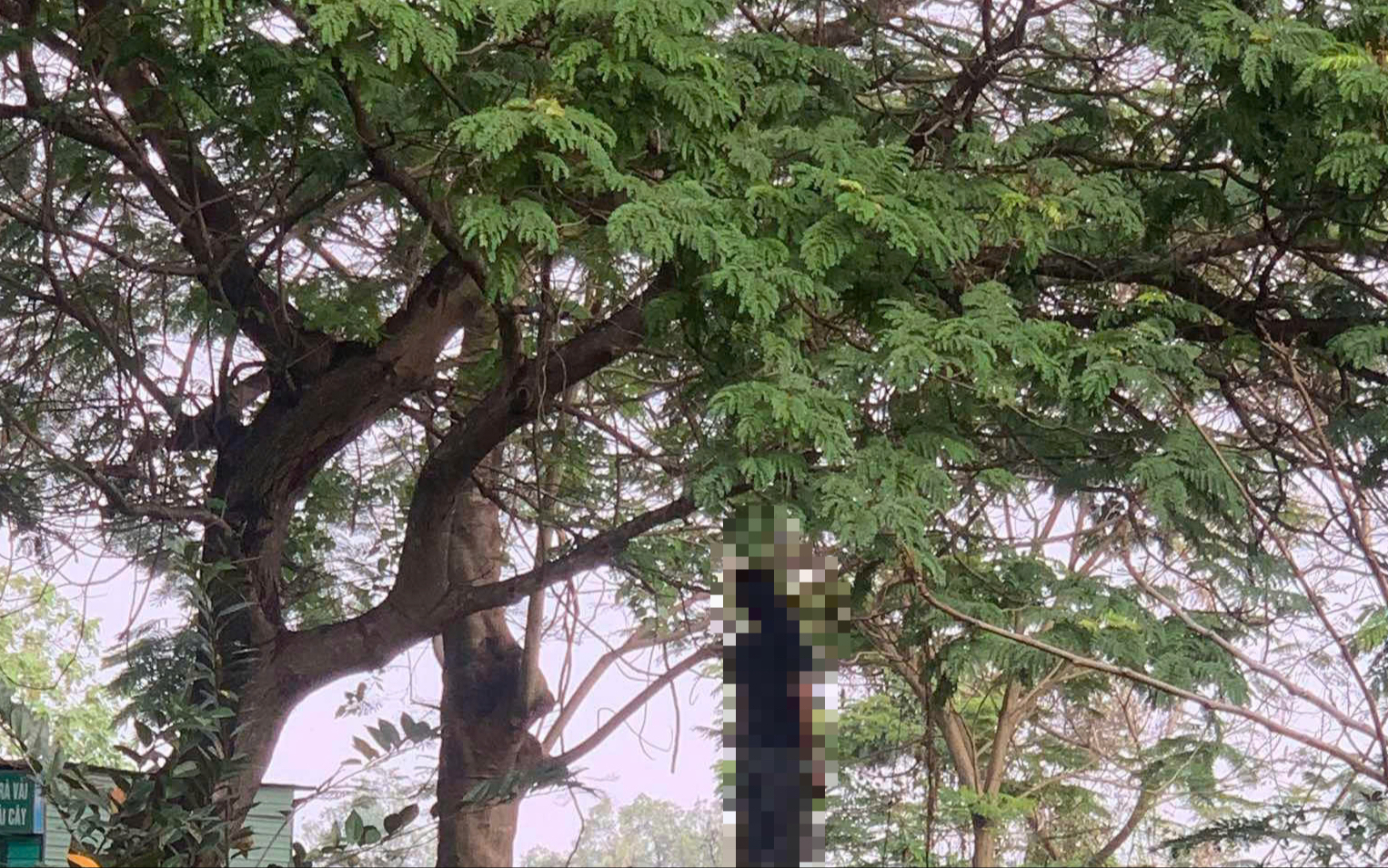 TPHCM ph&aacute;t hiện thi thể nam treo cổ tr&ecirc;n c&agrave;nh c&acirc;y ở Long B&igrave;nh - Ảnh 1.