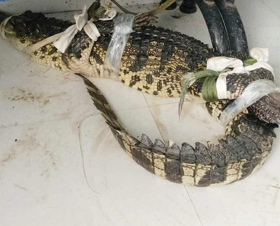 Người d&acirc;n C&agrave; Mau "dụ" c&aacute; sấu v&agrave;o ao nước đặt sẵn l&uacute; để v&acirc;y bắt - Ảnh 1.