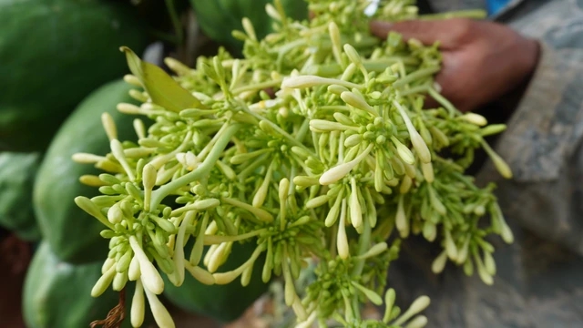 Uống hoa đu đủ đực sai cách, coi chừng rước họa: 6 nhóm người tuyệt đối không nên dùng- Ảnh 1.