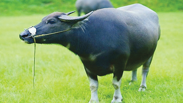 C&acirc;u hỏi &ldquo;Từ n&agrave;o trong tiếng Việt c&oacute; 12 chữ O?&rdquo;: Đ&aacute;p &aacute;n dễ kh&ocirc;ng ngờ nhưng nhiều học sinh giỏi b&oacute; tay - Ảnh 2.