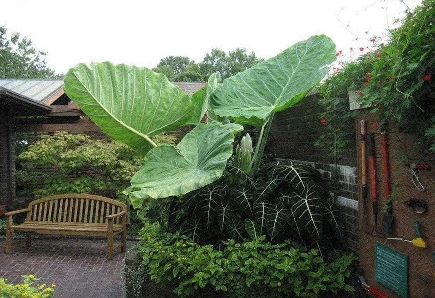 Muỗi sẽ v&agrave;o nh&agrave; nếu bạn đang trồng 4 loại c&acirc;y quen thuộc n&agrave;y- Ảnh 4.