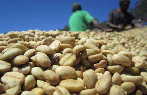 Kh&ocirc;ng phải sầu ri&ecirc;ng, một loại n&ocirc;ng sản của Việt Nam vừa đạt kỷ lục 35 năm chưa từng c&oacute;, vươn tầm thứ 2 thế giới - Ảnh 1.