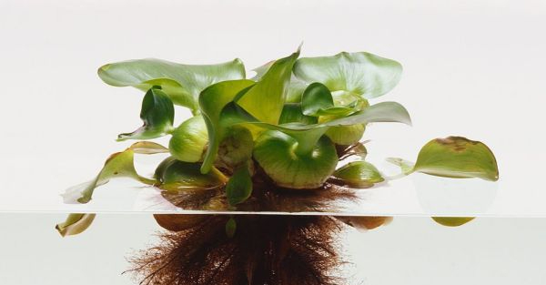 Muỗi sẽ v&agrave;o nh&agrave; nếu bạn đang trồng 4 loại c&acirc;y quen thuộc n&agrave;y- Ảnh 1.