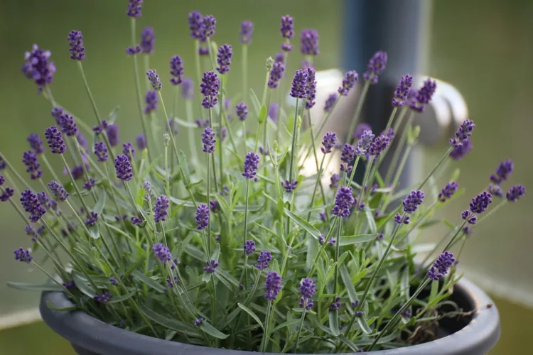 9 loại c&acirc;y kh&ocirc;ng n&ecirc;n trồng trong nh&agrave; kẻo mang lại phiền to&aacute;i - Ảnh 4.