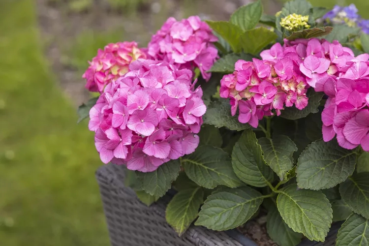 9 loại c&acirc;y kh&ocirc;ng n&ecirc;n trồng trong nh&agrave; kẻo mang lại phiền to&aacute;i - Ảnh 9.