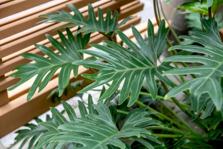 9 loại c&acirc;y kh&ocirc;ng n&ecirc;n trồng trong nh&agrave; kẻo mang lại phiền to&aacute;i - Ảnh 7.