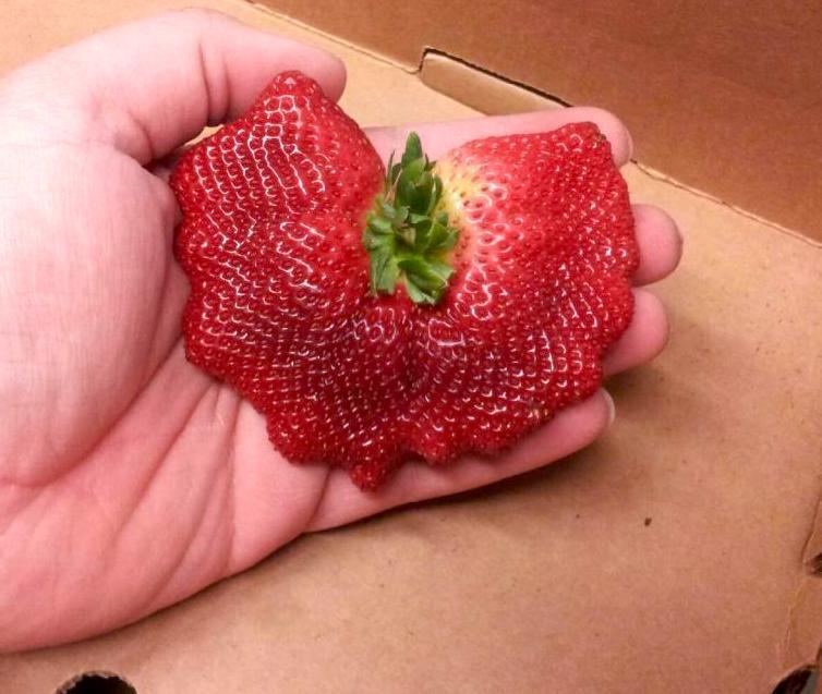 XIN NHẮC NHỞ: 3 loại tr&aacute;i c&acirc;y tế b&agrave;o ung thư "y&ecirc;u th&iacute;ch", b&aacute;c sĩ kh&ocirc;ng d&aacute;m động nhưng nhiều người ng&agrave;y n&agrave;o cũng ăn - Ảnh 2.