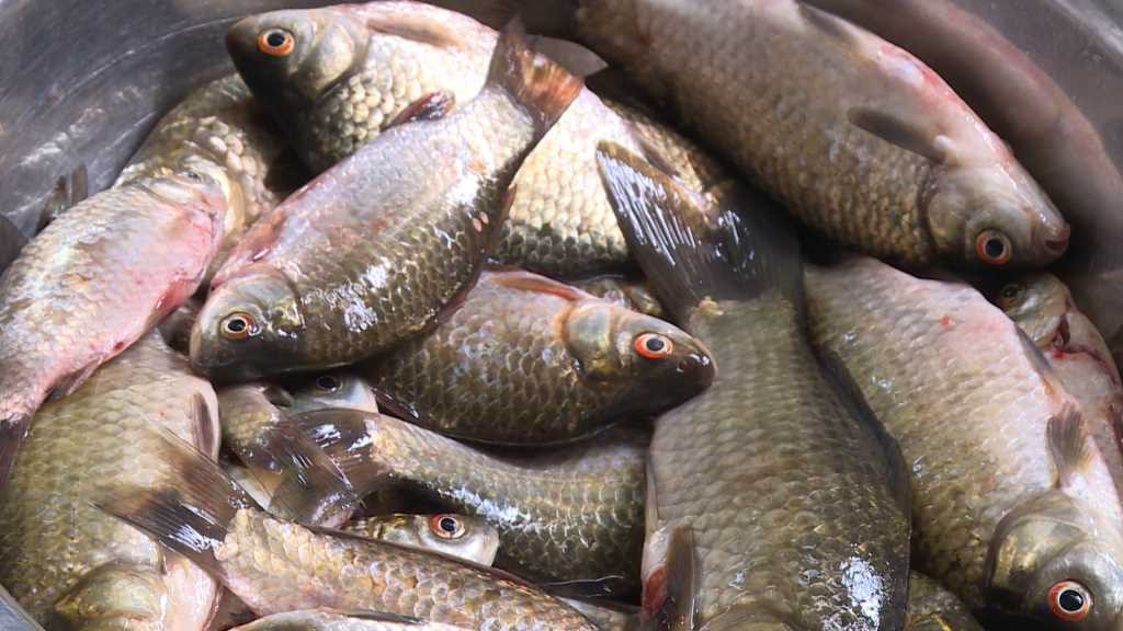 C&aacute; diếc quen mặt ở chợ Việt, gi&aacute; rẻ ai cũng mua được: Ăn đ&uacute;ng c&aacute;ch sẽ rất c&oacute; lợi cho 3 nh&oacute;m người n&agrave;y- Ảnh 3.