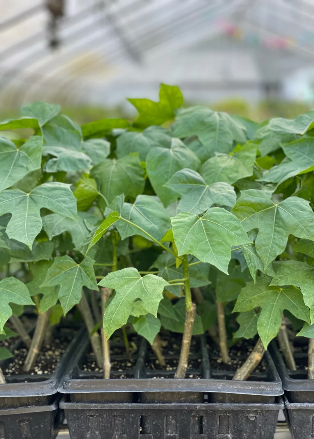 Việt Nam c&oacute; loại rau cực bổ dưỡng, được giới khoa học khen ngợi hết lời: Tiếc l&agrave; &iacute;t người biết để ăn - Ảnh 2.