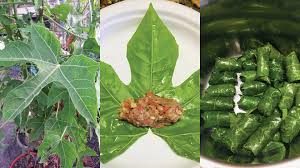 Việt Nam có loại rau cực bổ dưỡng, được giới khoa học khen ngợi hết lời: Tiếc là ít người biết để ăn - Ảnh 4.