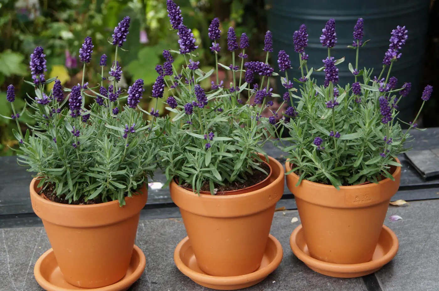 Lo&agrave;i hoa đ&aacute;ng trồng nhất ban c&ocirc;ng dịp cuối năm: Vừa thơm ph&ograve;ng, ngủ ngon lại &acirc;m thầm h&uacute;t vận may, xả xui cực tốt- Ảnh 6.