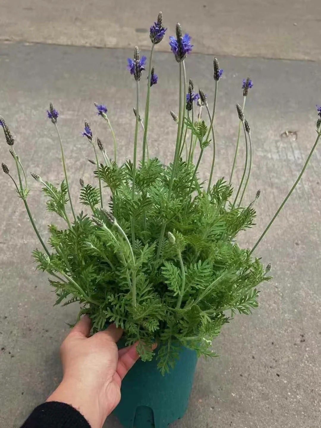 Lo&agrave;i hoa đ&aacute;ng trồng nhất ban c&ocirc;ng dịp cuối năm: Vừa thơm ph&ograve;ng, ngủ ngon lại &acirc;m thầm h&uacute;t vận may, xả xui cực tốt- Ảnh 7.