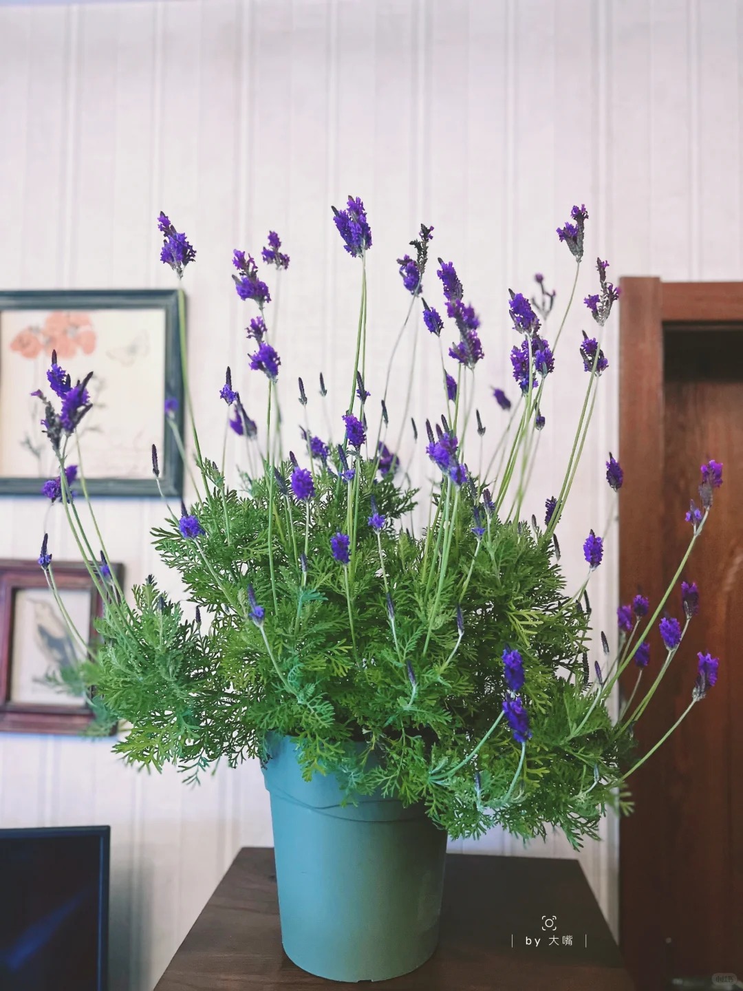 Lo&agrave;i hoa đ&aacute;ng trồng nhất ban c&ocirc;ng dịp cuối năm: Vừa thơm ph&ograve;ng, ngủ ngon lại &acirc;m thầm h&uacute;t vận may, xả xui cực tốt- Ảnh 8.