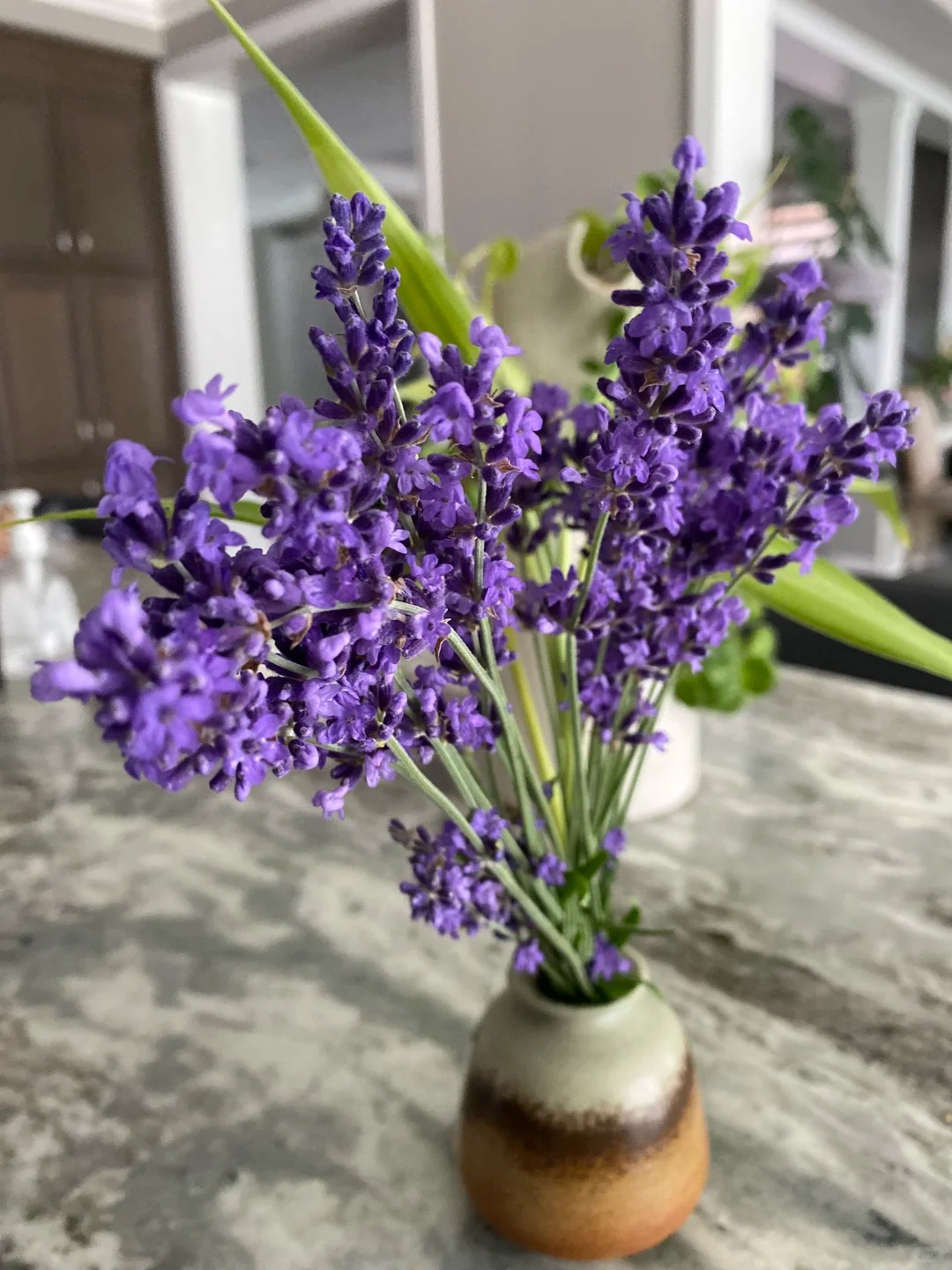 Lo&agrave;i hoa đ&aacute;ng trồng nhất ban c&ocirc;ng dịp cuối năm: Vừa thơm ph&ograve;ng, ngủ ngon lại &acirc;m thầm h&uacute;t vận may, xả xui cực tốt- Ảnh 14.