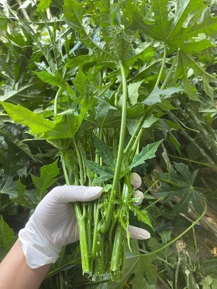 Việt Nam c&oacute; loại rau cực bổ dưỡng, được giới khoa học khen ngợi hết lời: Tiếc l&agrave; &iacute;t người biết để ăn - Ảnh 1.