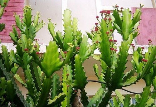 5 loại cây không nên trồng trước cửa tránh hậu quả nghiêm trọng - Ảnh 1.