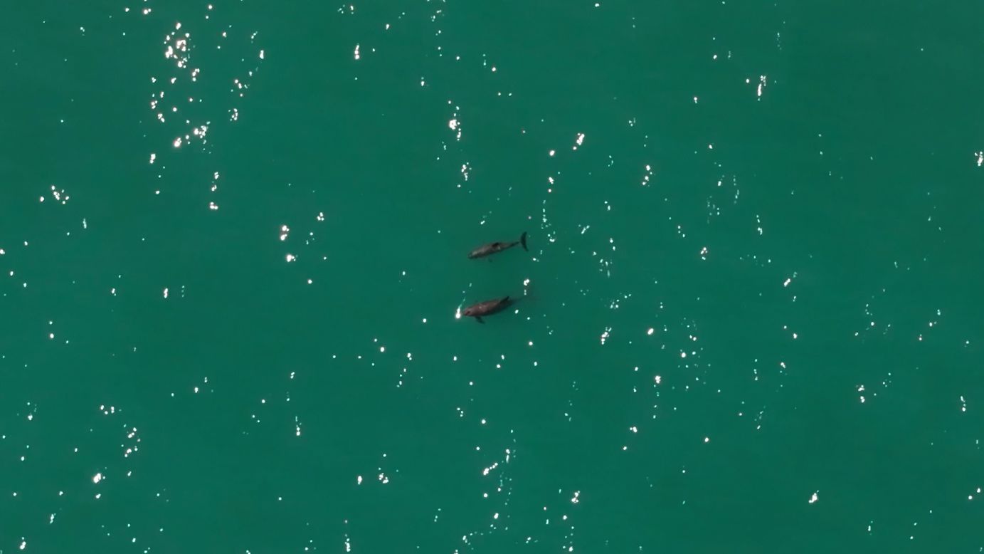 Lo&agrave;i vật qu&yacute; hiếm bậc nhất thế giới, chỉ c&ograve;n lại đ&uacute;ng 10 con- Ảnh 2.