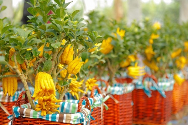 C&acirc;y cảnh "qu&yacute; hơn v&agrave;ng r&ograve;ng": Quả &oacute;ng &aacute;nh, d&aacute;ng tay Phật, nh&agrave; gi&agrave;u đua nhau săn chơi Tết - Ảnh 1.