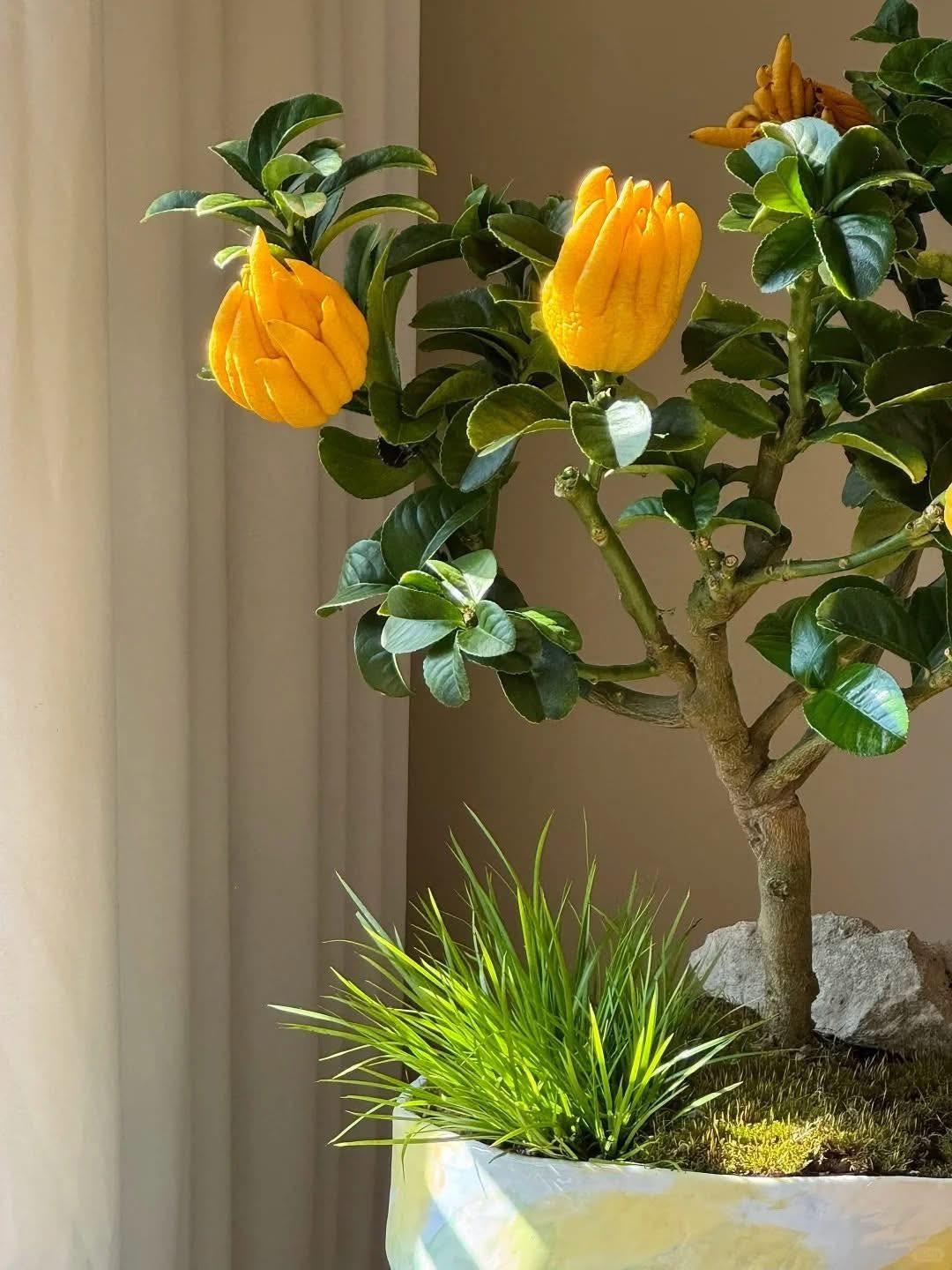 C&acirc;y cảnh "qu&yacute; hơn v&agrave;ng r&ograve;ng": Quả &oacute;ng &aacute;nh, d&aacute;ng tay Phật, nh&agrave; gi&agrave;u đua nhau săn chơi Tết - Ảnh 3.