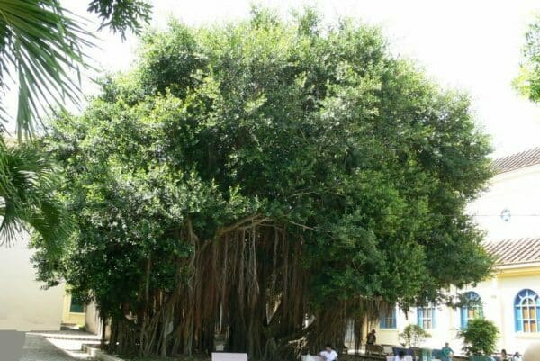 5 loại cây không nên trồng trước cửa tránh hậu quả nghiêm trọng - Ảnh 3.