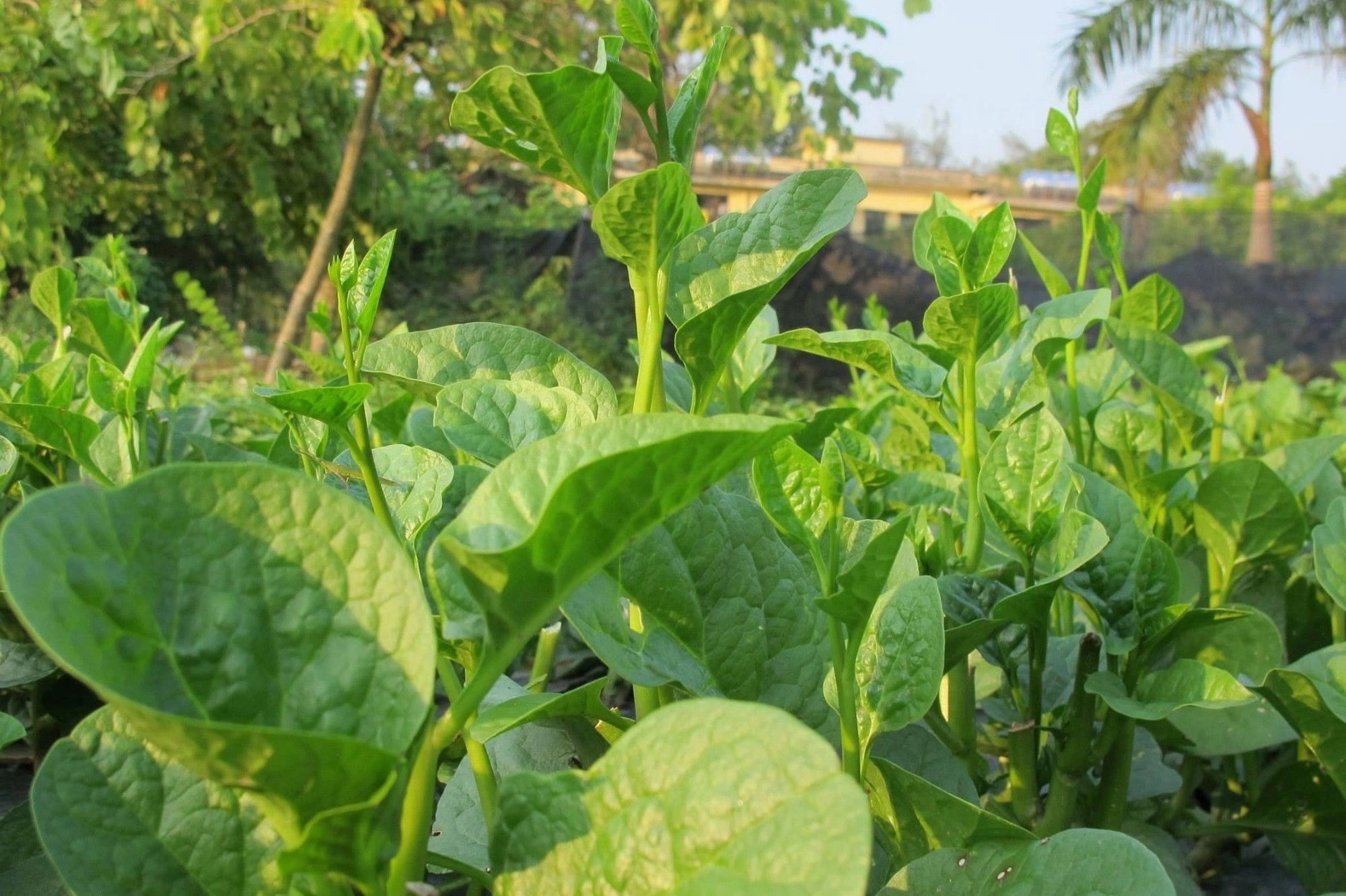 Việt Nam c&oacute; loại rau người Trung Quốc coi như &ldquo;b&aacute;u vật&rdquo;: Cực tốt cho nam giới nhưng hay bị ch&ecirc; - Ảnh 1.