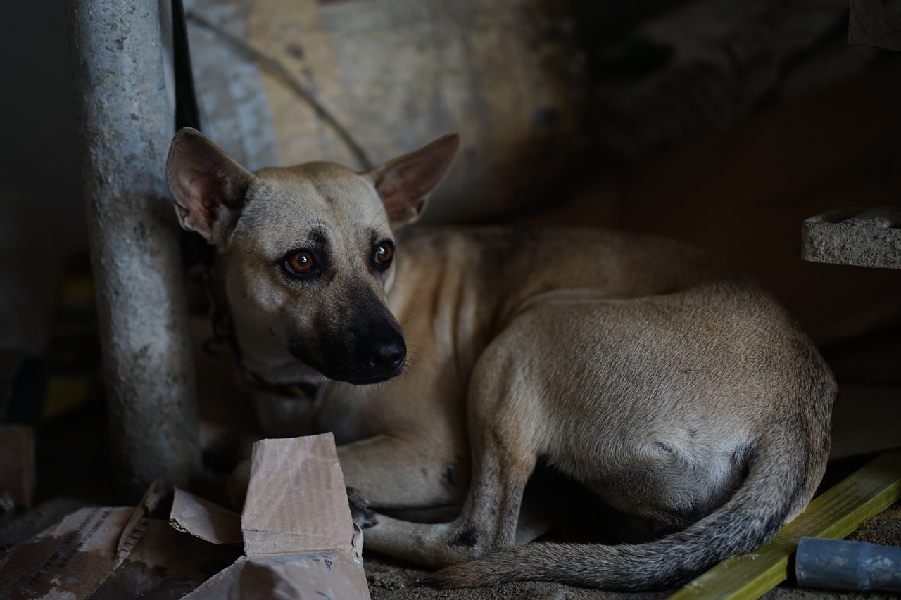 Ph&iacute;a sau bức ảnh người đ&agrave;n &ocirc;ng lang thang c&ugrave;ng ch&uacute; ch&oacute; ở TP.HCM, xin việc hơn 30 c&ocirc;ng tr&igrave;nh đều bị từ chối- Ảnh 8.