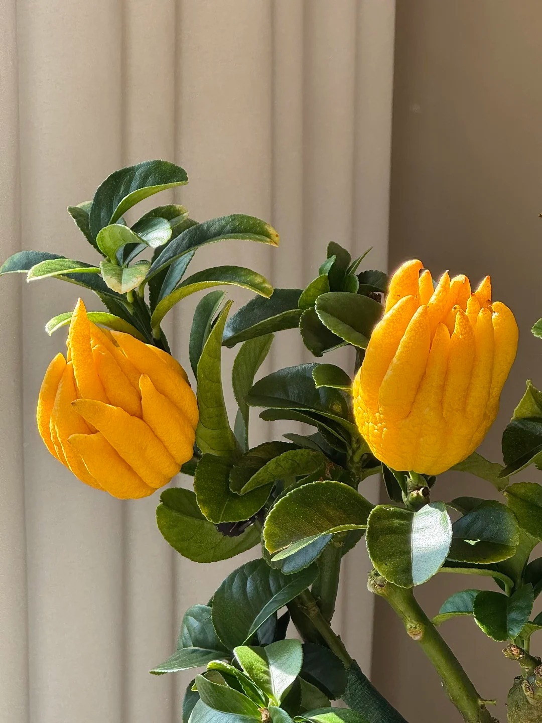 C&acirc;y cảnh "qu&yacute; hơn v&agrave;ng r&ograve;ng": Quả &oacute;ng &aacute;nh, d&aacute;ng tay Phật, nh&agrave; gi&agrave;u đua nhau săn chơi Tết - Ảnh 4.