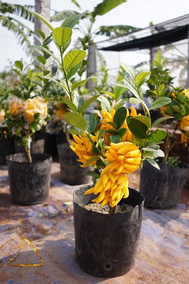 C&acirc;y cảnh "qu&yacute; hơn v&agrave;ng r&ograve;ng": Quả &oacute;ng &aacute;nh, d&aacute;ng tay Phật, nh&agrave; gi&agrave;u đua nhau săn chơi Tết - Ảnh 2.