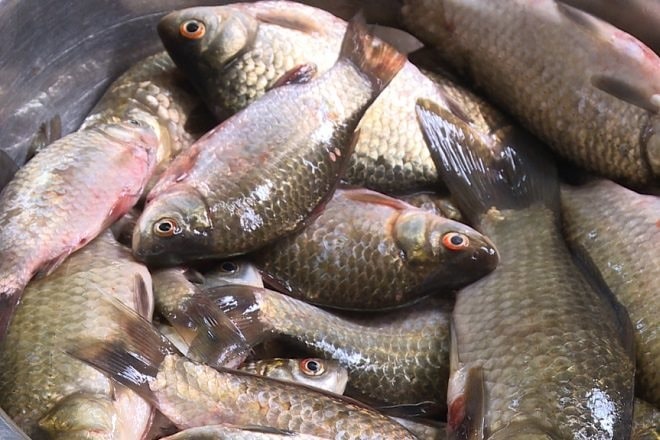 6 loại c&aacute; thịt mềm ngon, lại kh&ocirc;ng chứa thủy ng&acirc;n hại gan thận- Ảnh 1.