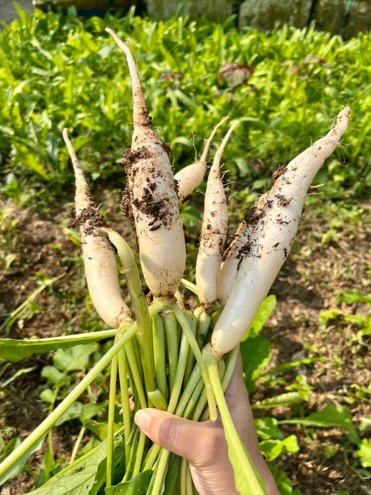 Top 5 loại rau củ an to&agrave;n bậc nhất trong m&ugrave;a lạnh- Ảnh 1.