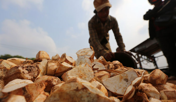 Kh&ocirc;ng phải sầu ri&ecirc;ng, đ&acirc;y mới l&agrave; mỏ v&agrave;ng của Việt Nam được Trung Quốc v&agrave; ch&acirc;u &Aacute; tranh nhau mua: Thu về hơn 1 tỷ USD, nước ta c&ugrave;ng Th&aacute;i Lan cạnh tranh ng&ocirc;i vương - Ảnh 1.