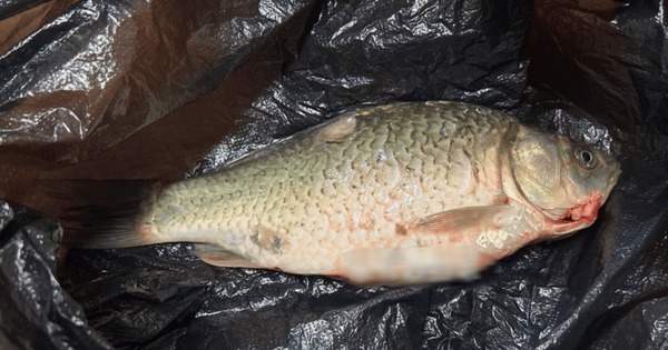 Tại sao người b&aacute;n c&aacute; hay d&ugrave;ng t&uacute;i m&agrave;u đen đựng c&aacute;?- Ảnh 2.