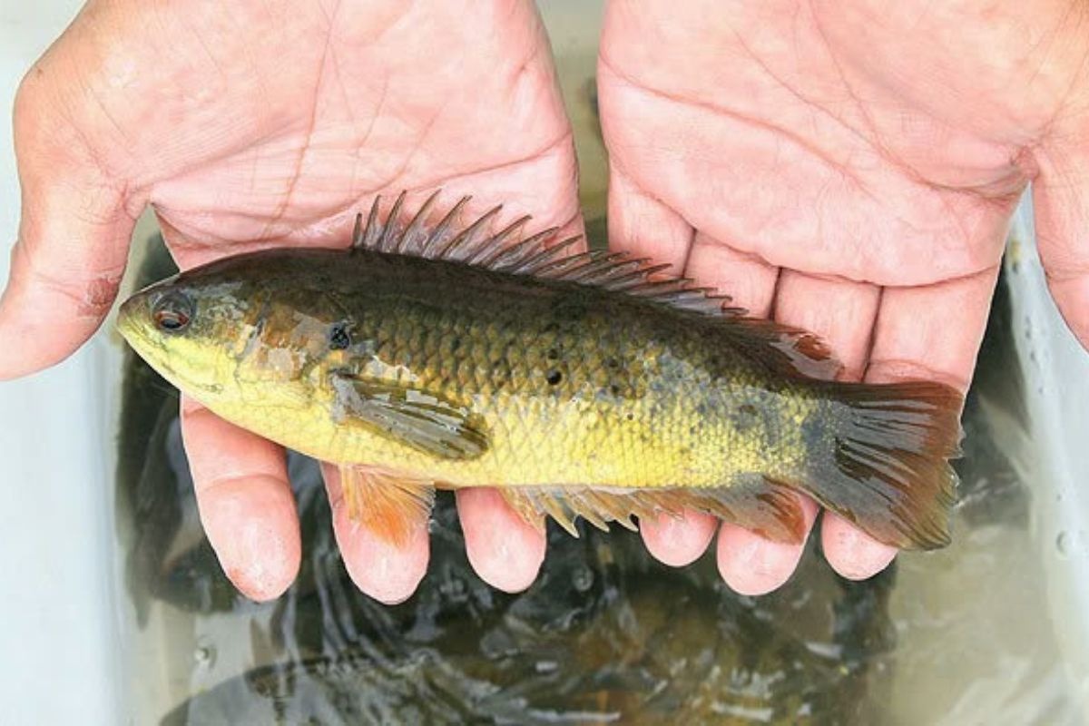 6 loại c&aacute; thịt mềm ngon, lại kh&ocirc;ng chứa thủy ng&acirc;n hại gan thận- Ảnh 2.