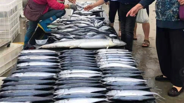 5 loại c&aacute; tự nhi&ecirc;n, kh&ocirc;ng thể nu&ocirc;i nh&acirc;n tạo, thịt ngọt lại bổ như s&acirc;m- Ảnh 2.