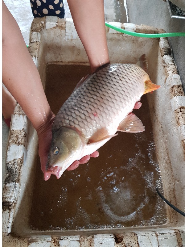 5 loại c&aacute; nước ngọt ngon nhất Việt Nam, cao thủ ẩm thực "say như điếu đổ" - Ảnh 3.