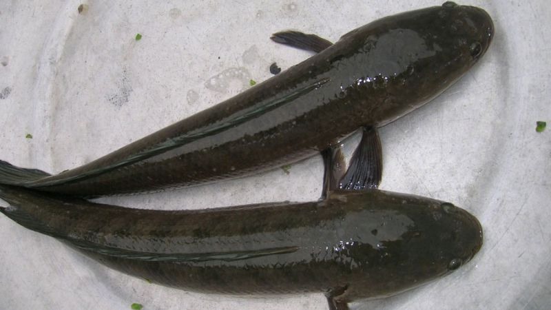 5 loại c&aacute; nước ngọt ngon nhất Việt Nam, cao thủ ẩm thực "say như điếu đổ" - Ảnh 1.